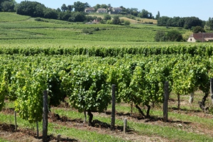 Druiven bij Bergerac